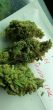 strawberry_wedding_cake_7_female_cannabis_seeds_by_holy_smoke_seeds