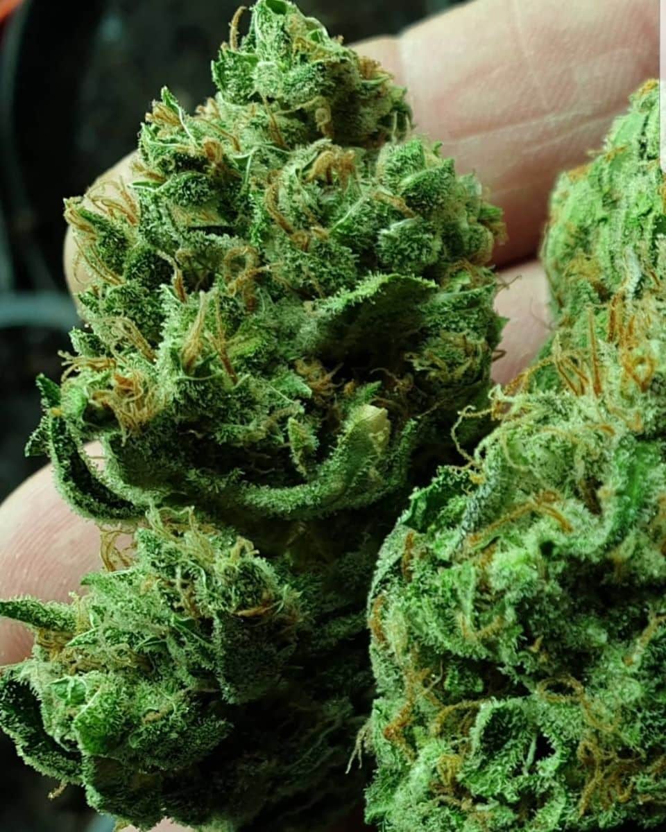strawberry_wedding_cake_2_female_cannabis_seeds_by_holy_smoke_seeds