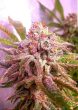 strawberry_wedding_cake_7_female_cannabis_seeds_by_holy_smoke_seeds