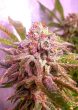 strawberry_wedding_cake_7_female_cannabis_seeds_by_holy_smoke_seeds
