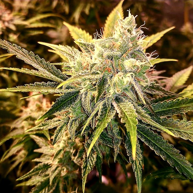 strawberry_wedding_cake_7_female_cannabis_seeds_by_holy_smoke_seeds