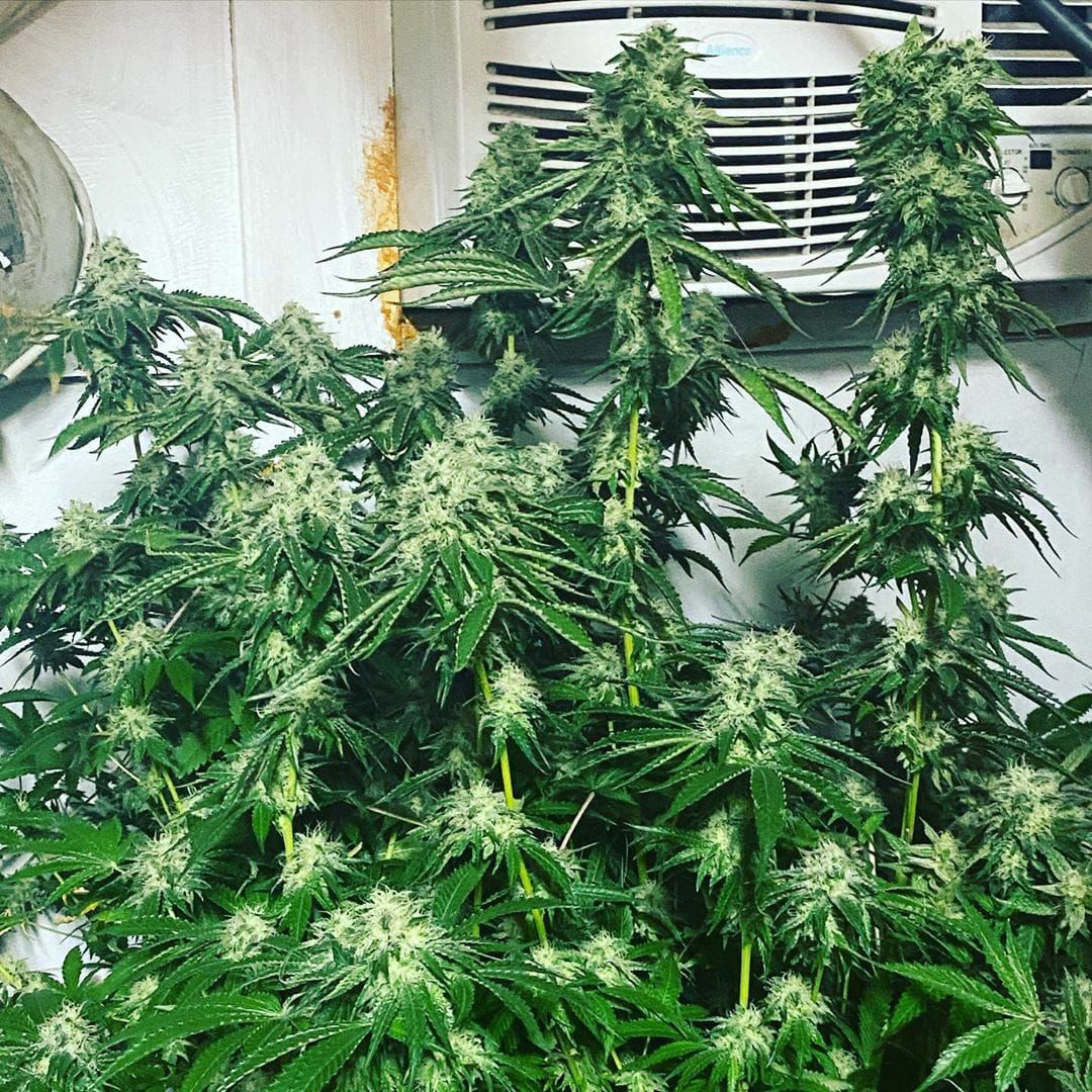 strawberry_wedding_cake_8_female_cannabis_seeds_by_holy_smoke_seeds