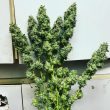 strawberry_wedding_cake_7_female_cannabis_seeds_by_holy_smoke_seeds