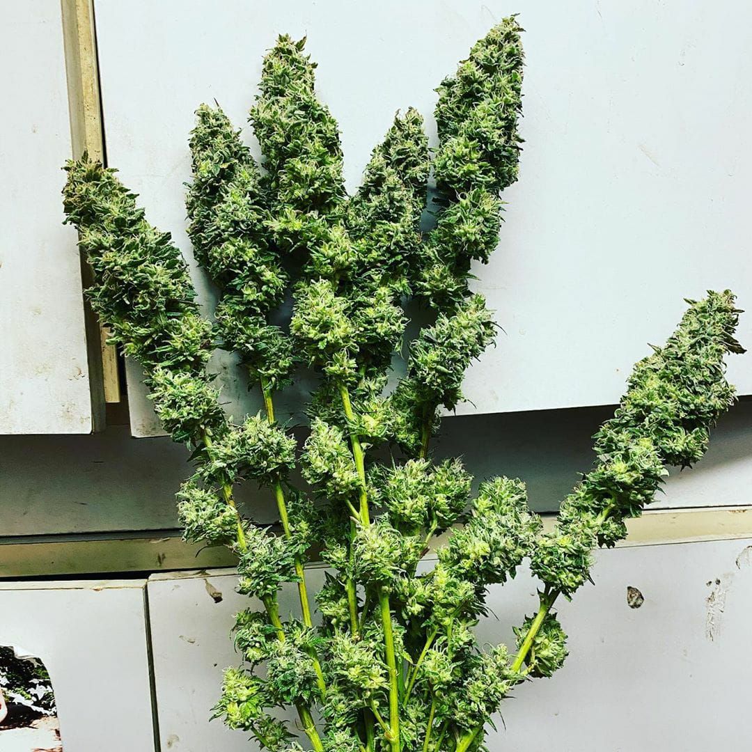 strawberry_wedding_cake_9_female_cannabis_seeds_by_holy_smoke_seeds