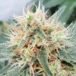 stromboli-auto-weed-seed-paradise-seeds