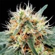 stromboli-auto-weed-seed-paradise-seeds