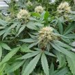 stromboli-auto-weed-seed-paradise-seeds