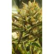 sugar-tree-female-cannabis-strain-zmoothiez-seed-bank