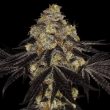 Sunset Paradise Female Weed Seeds by Paradise Seeds