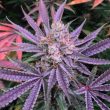 holy-smoke-seeds-sunset-sherbert-cannabis-seeds