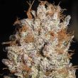 super-silver-mandarin-female-weed-cannabis-seed-ultra-genetics_1_1