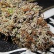 super-silver-mandarin-female-weed-cannabis-seed-ultra-genetics_1_1
