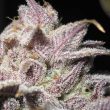 super-silver-mandarin-female-weed-cannabis-seed-ultra-genetics_1_1