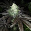 super-zolider-serum-regular-cannabis-seeds-dark-horse-genetics