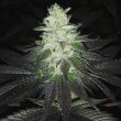 super-zolider-serum-regular-cannabis-seeds-dark-horse-genetics