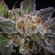 sweetopia-weed-seed-paradise-seeds