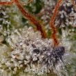 sweetopia-weed-seed-paradise-seeds