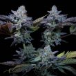 sweetopia-weed-seed-paradise-seeds
