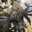 miracle-fruit-feminized-cannabis-seeds