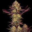 tangerine-sorbet-weed-seeds-paradise-seeds