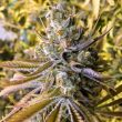 tangie-ghost-train-female-cannabis-seeds-by-little-chief-collabs_1