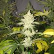 tangie-ghost-train-female-cannabis-seeds-by-little-chief-collabs_1