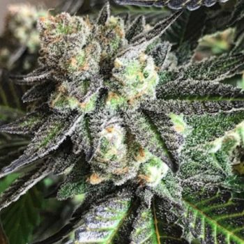 Tar Pit Cannabis Seeds by Emerald Mountain Legacy