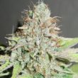 yum-bongo-weed-seeds-ultra-genetics