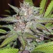 terpatron-3000-cannabis-seeds-ultra-genetics
