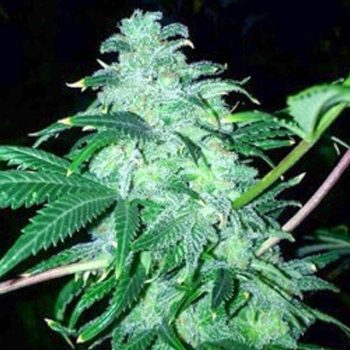 22 Female Cannabis Seeds by The Cali Connection