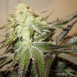 the-cali-connection—818-headband