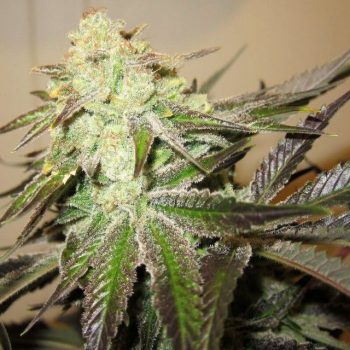 818 Headband aka Sour OG Female Cannabis Seeds by The Cali Connection