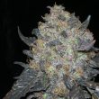 Blackwater Female Cannabis Seeds By The Cali Connection