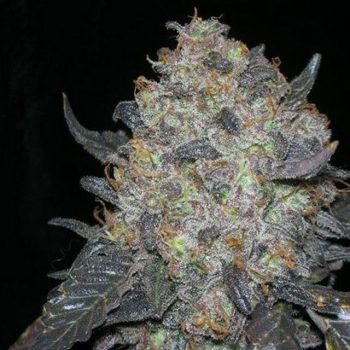 Blackwater Female Cannabis Seeds By The Cali Connection