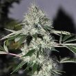 the-cali-connection—chem-4-og