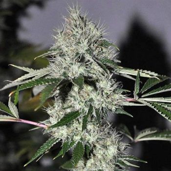 Chem4 OG Feminized Seeds by The Cali Connection