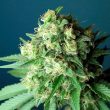 the-cali-connection—green-crack