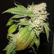 the-cali-connection—larry-og
