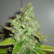 the-cali-connection—sfv-og