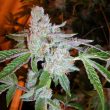 Tahoe OG Kush Marijuana Female Seeds by The Cali Connection