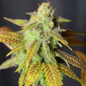 Barbarella Female Cannabis Seeds by The House of the Great Gardener
