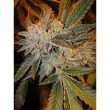 chuntz-female-weed-seeds-