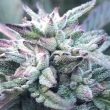the-queens-black-lime-pie