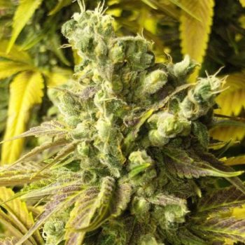 Mandelbrot's The Truth Cannabis Seeds By Emerald Mountain Legacy