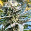 The Undercaker Regular Cannabis Seeds by Dark Horse Genetics
