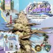 thseeds-cali-funk-female-cannabis-strain