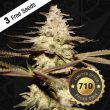 thseeds-cali-funk-female-cannabis-strain
