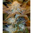 critical-hog-feminized-cannabis-thsseeds