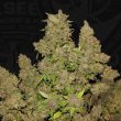 M.O.B Female Cannabis Seeds by T.H.Seeds