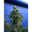 sagensour-thseeds-feminised-weed-seeds